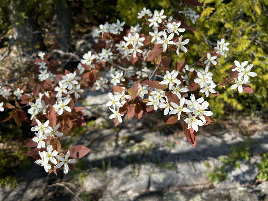 Blooming Serviceberry