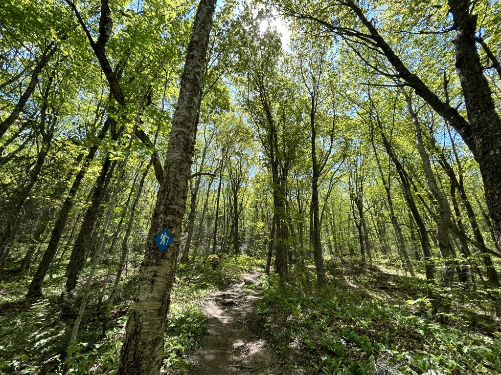 Windy trail in forest