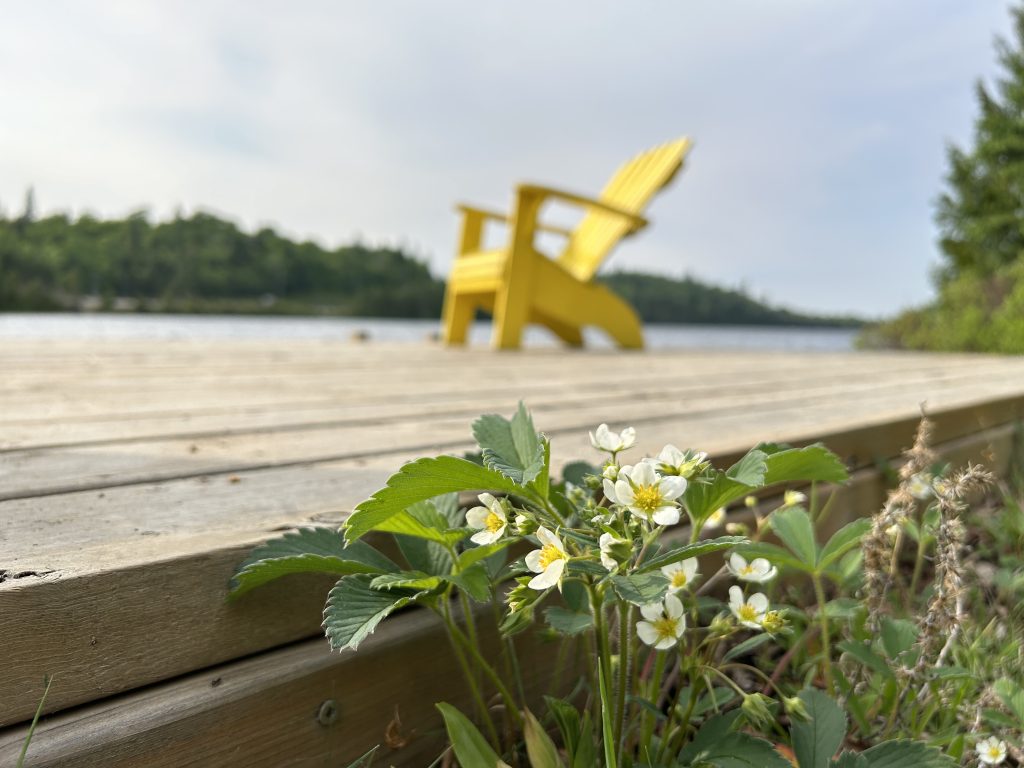 Closeup of Virginia Strawberry plant with dock and Adirondack chair in background