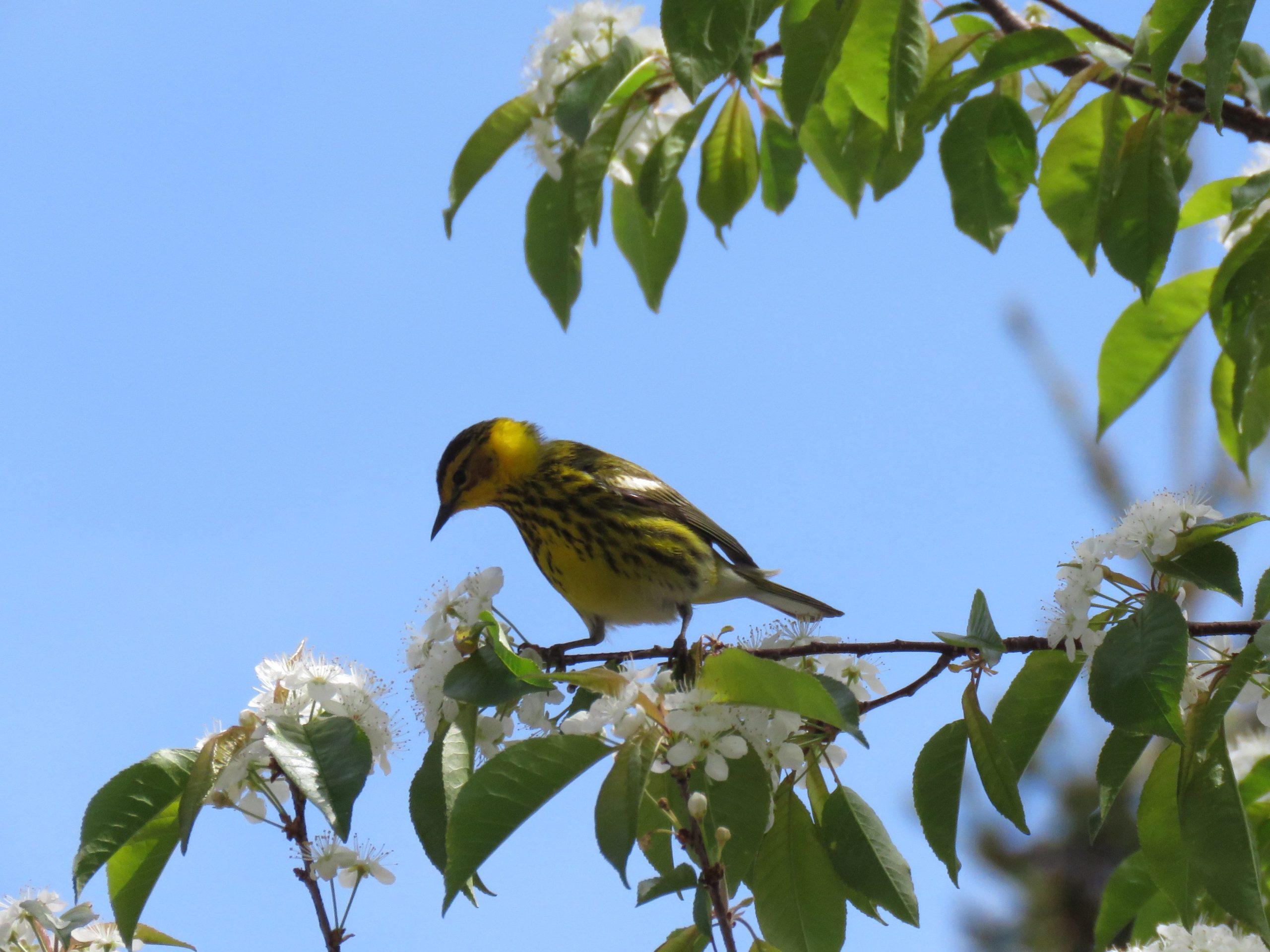 Cape May Warbler on branch