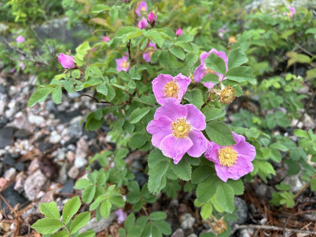 Prickly Wild Rose blooming