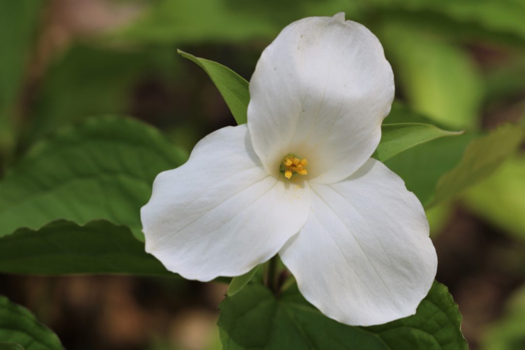 White Trillium