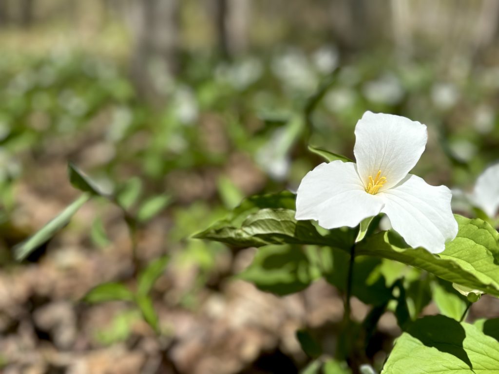 White Trillium in forest