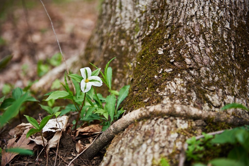 Trillium with green stripe in forest