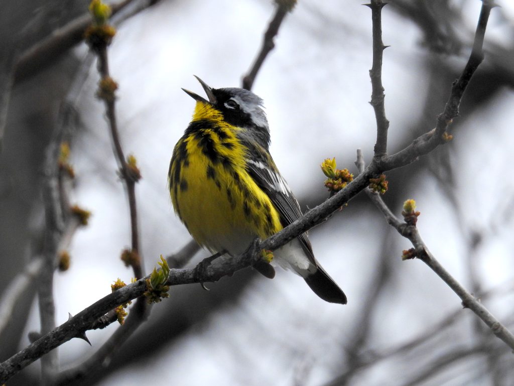 Magnolia Warbler on budding branch