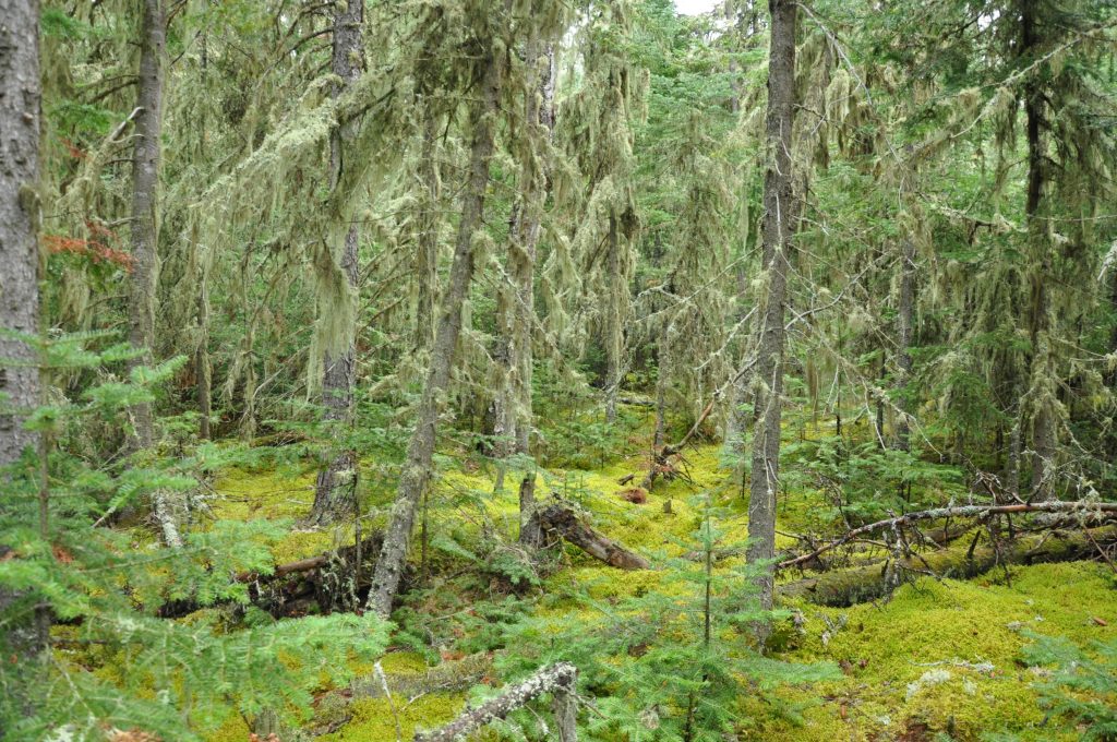Lichen covered trees in forest