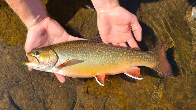 Person holding a Brook Trout at top of water