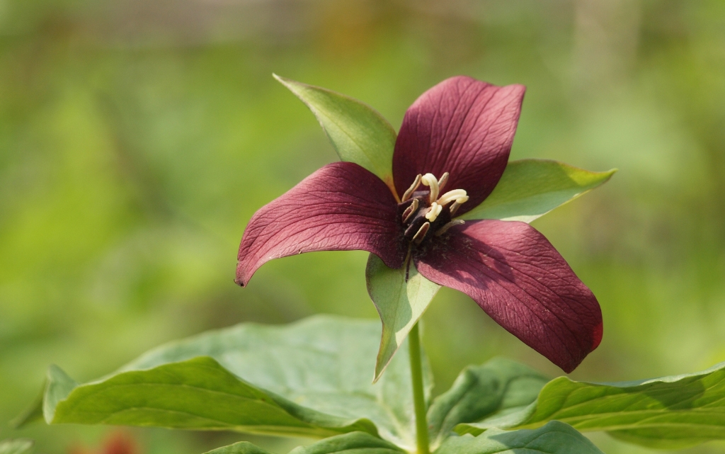 Red Trillium