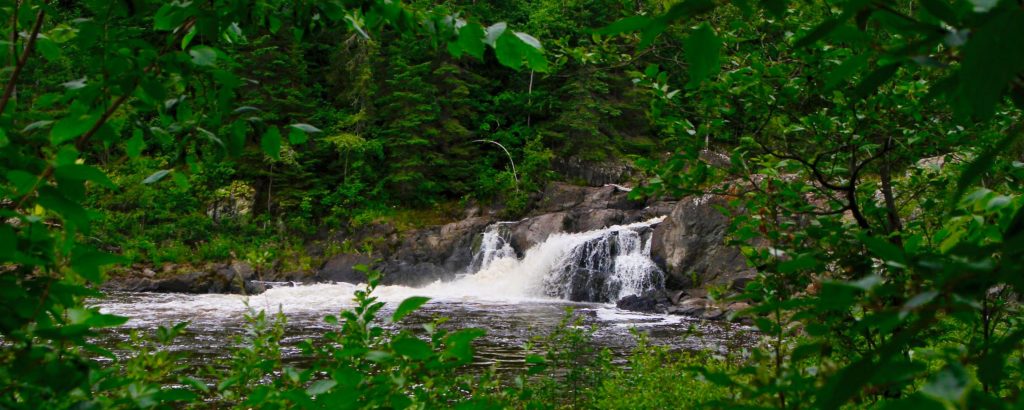 waterfall surrounded by vegetation