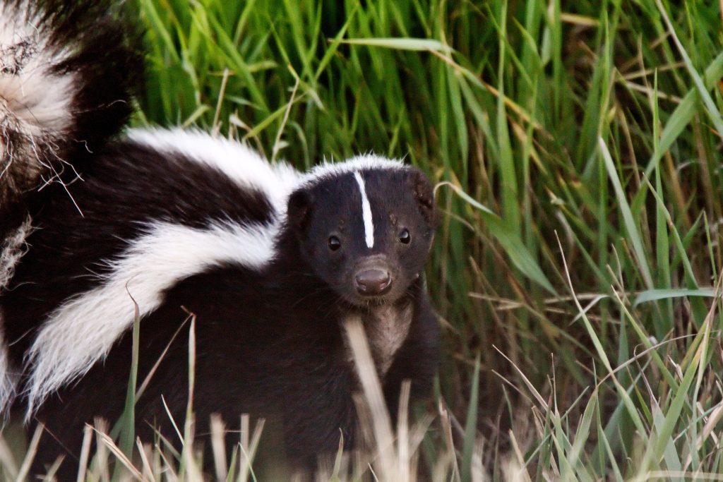Striped Skunk in grass