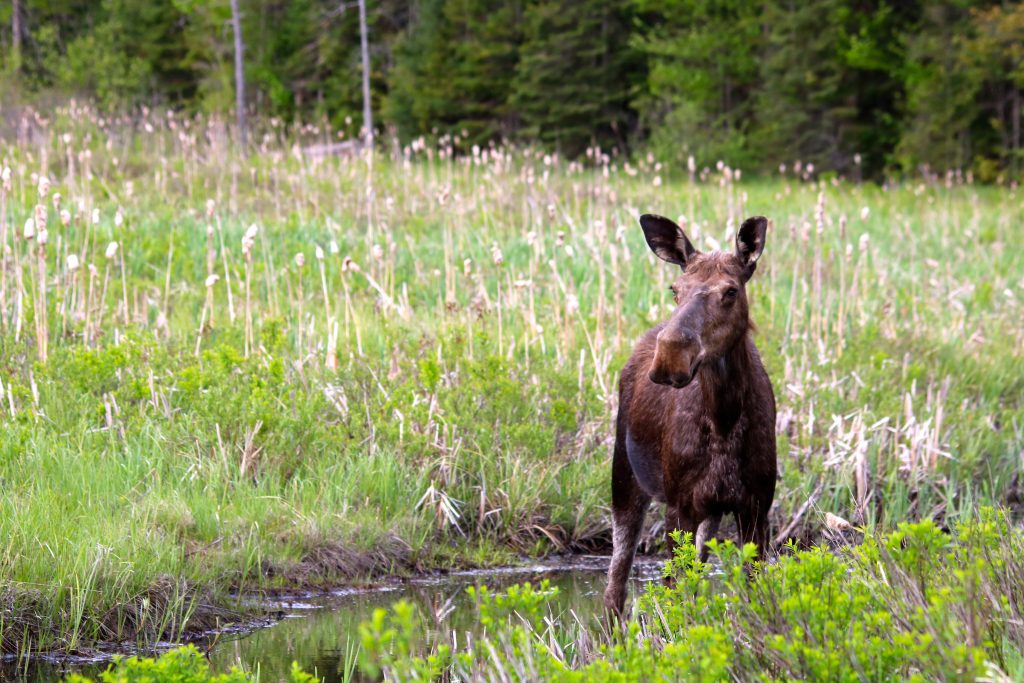 moose in meadow
