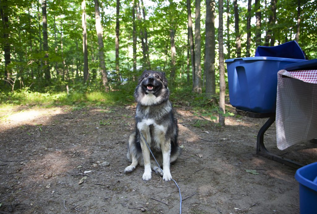 dog on leash sitting on campsite