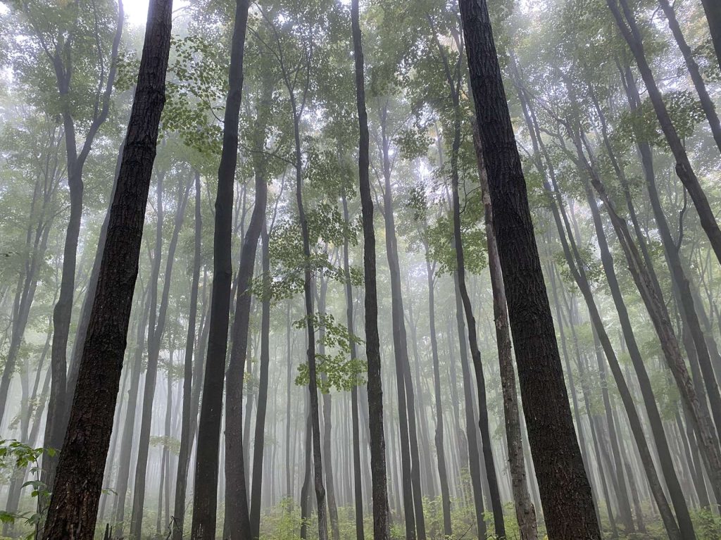 mist hanging in forest