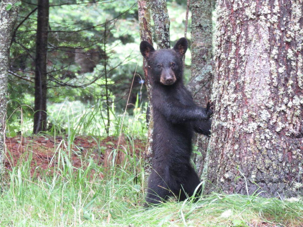 Black Bear cub leaning against tree