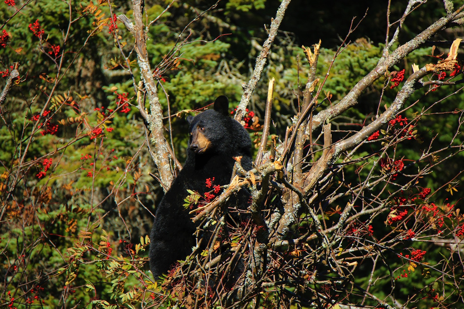 Black Bear sitting in berry bush