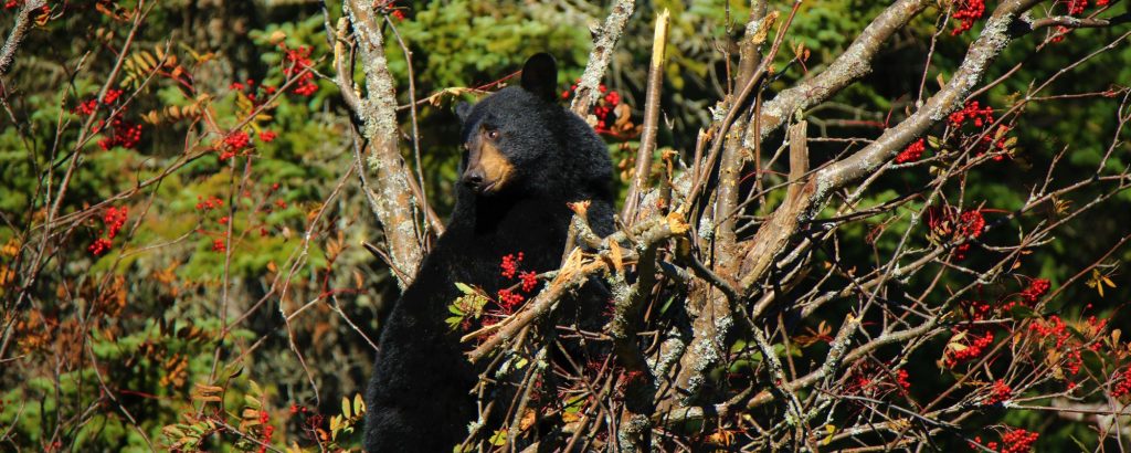 Black Bear sitting in berry bush