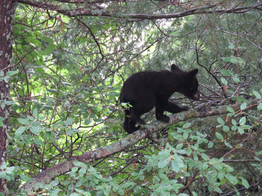 Black Bear cub in tree