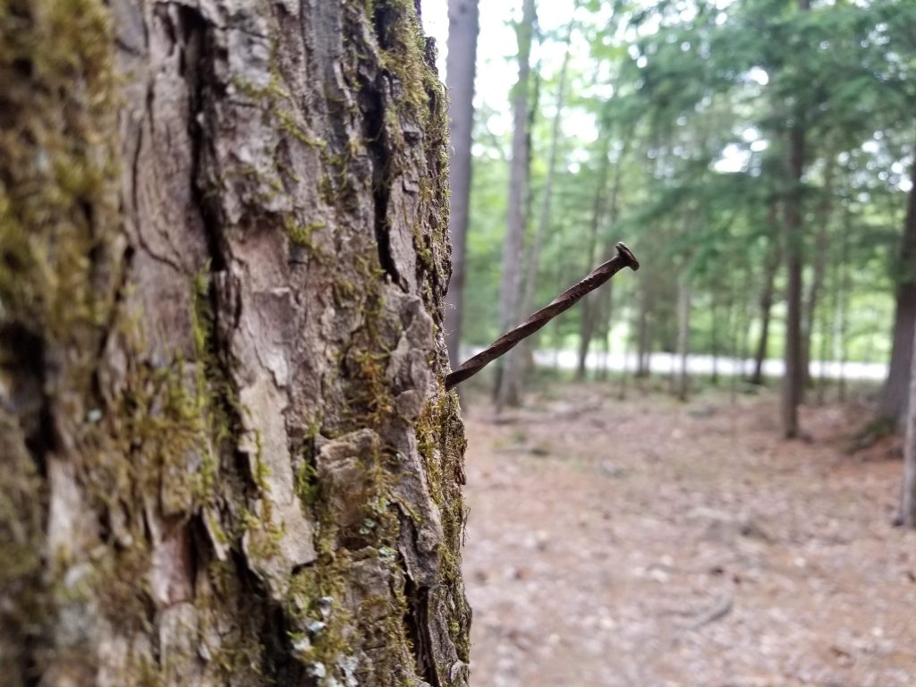 nail in tree