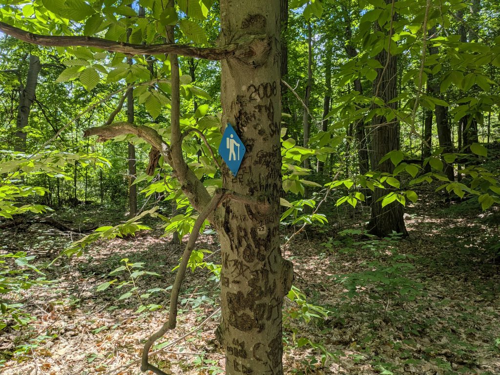 names and graffiti carved into tree with hiking marker