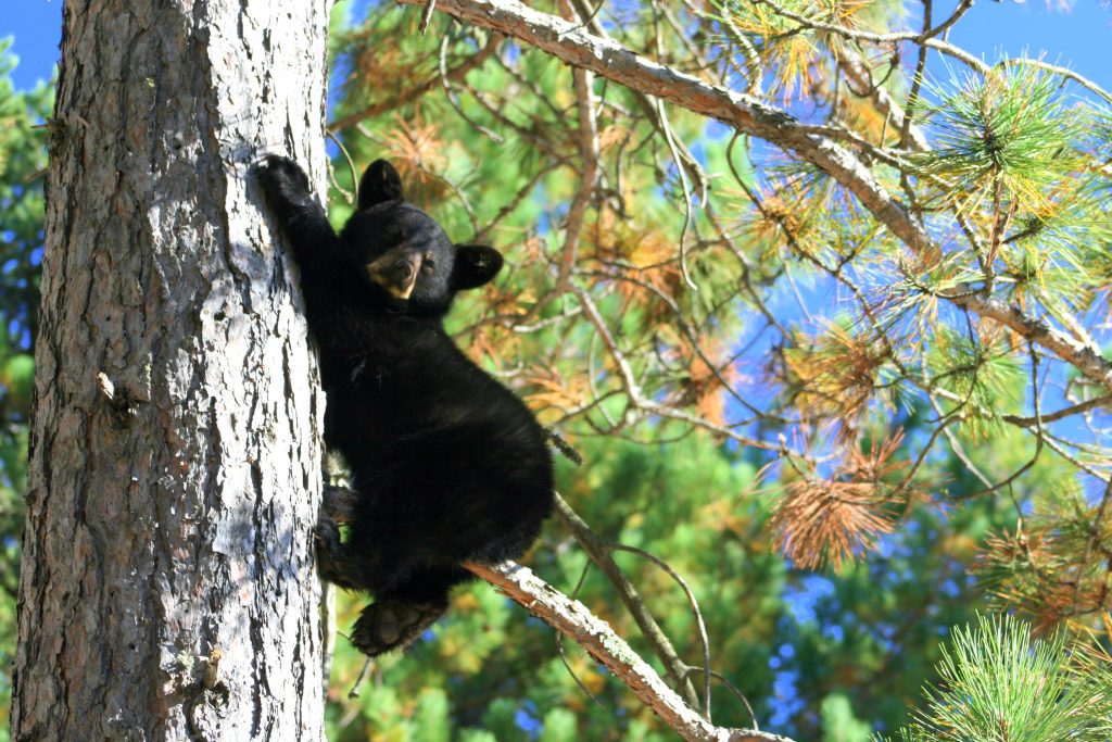 Black Bear cub holding on to trunk of tree
