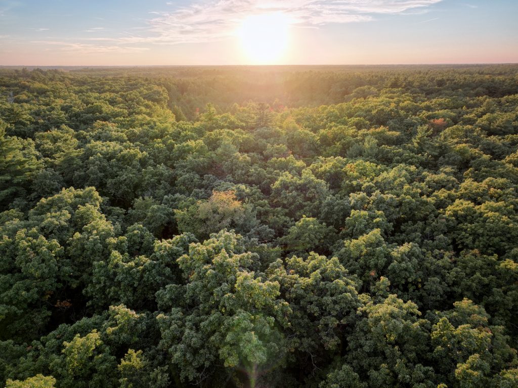aerial view of forest