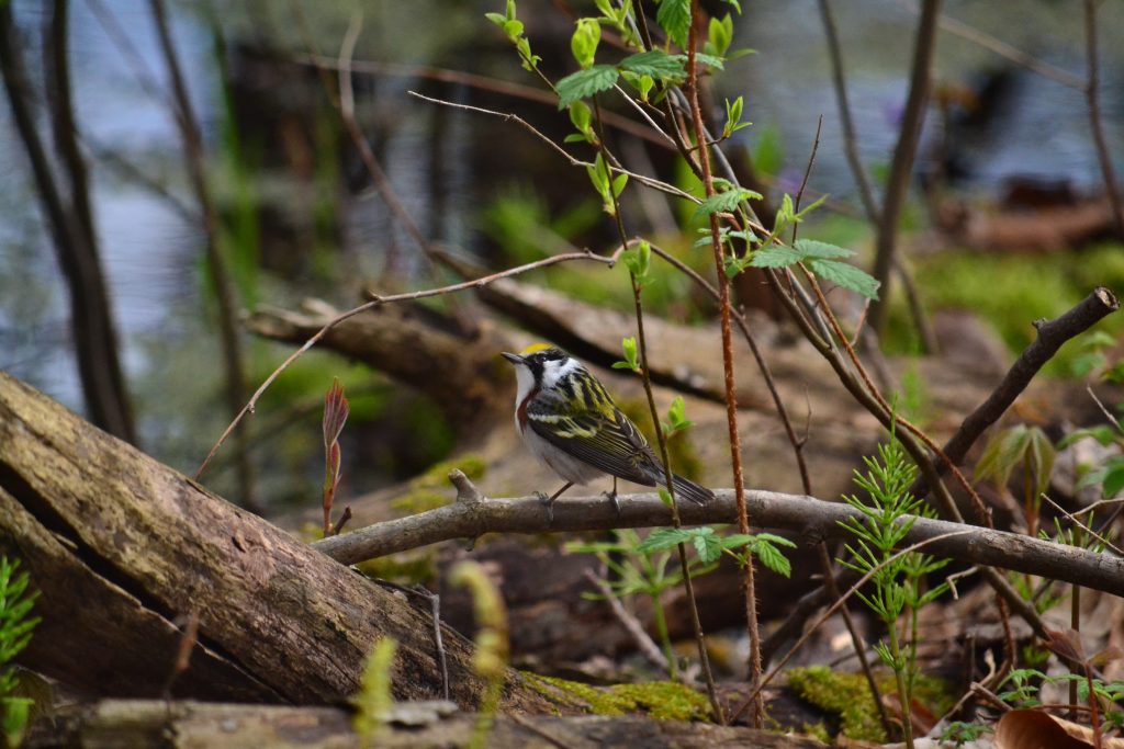 A Chestnut-sided Warbler at Rondeau