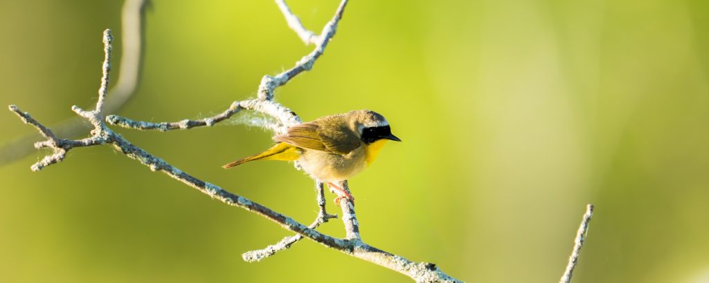 Common Yellowthroat perched in tree