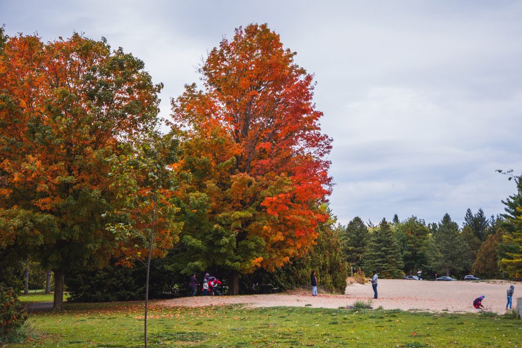 trees with fall colours on beach
