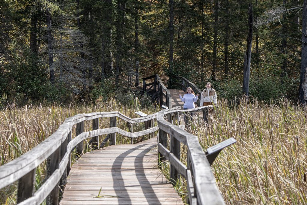 Une promenade s’étend à travers la zone humide. Il y a une forêt en arrière-plan sous un ciel bleu