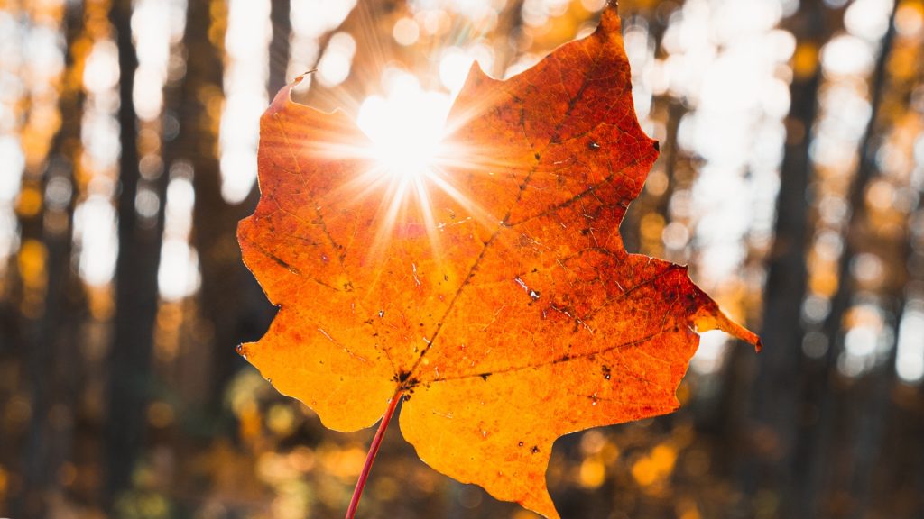 sun shining through changed maple leaf