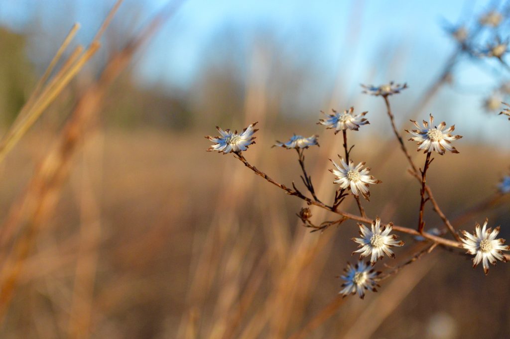Fall asters