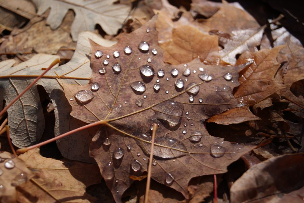 Gros plan de gouttes d’eau sur une feuille brune.