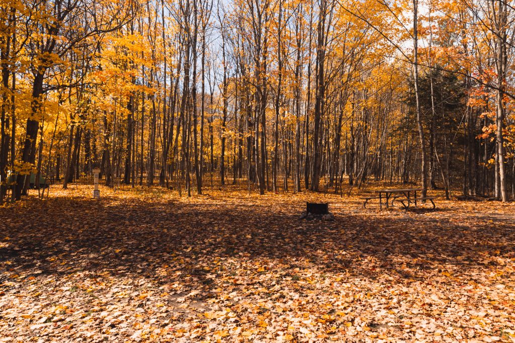 Image d’un emplacement de camping entouré de feuilles orange dans les arbres et sur le sol.