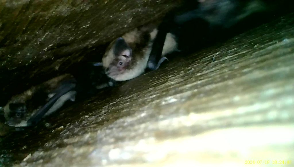 Petite chauve-souris brune nichée dans un petit espace sombre.