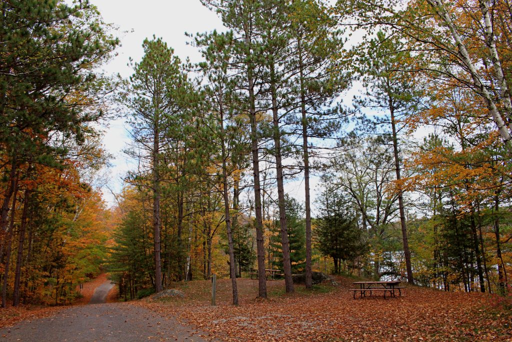 view of campsite and park road blanketed in fallen leaves