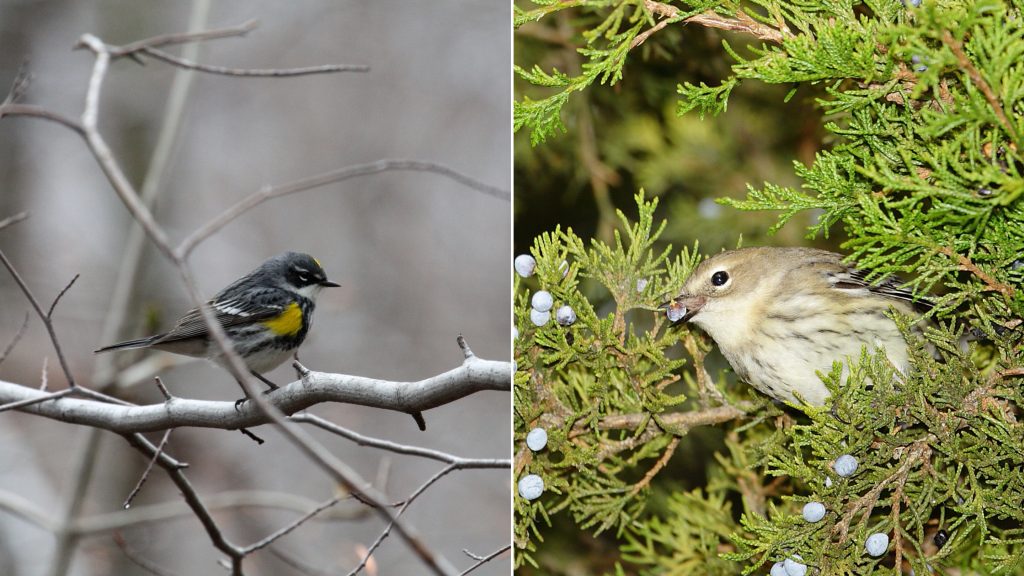 left: warbler perched on bare branch. right: warbler eating berry in tree
