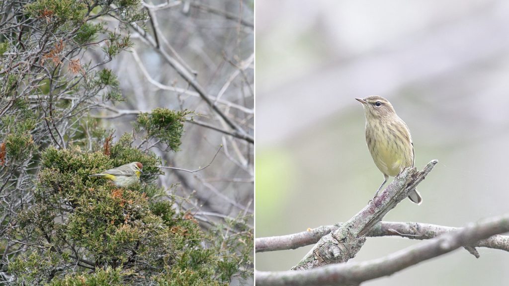 Left: warbler sitting in evergreen tree. right: warbler sitting on bare branch