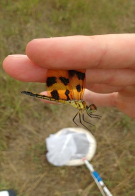 Deux doigts tenant l’aile d’une célithème géante, avec un filet en arrière-plan.