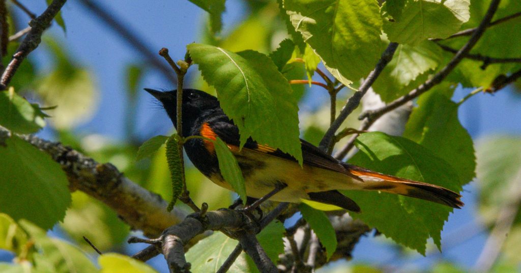 Une paruline flamboyante perchée sur une branche entourée de feuilles vertes.