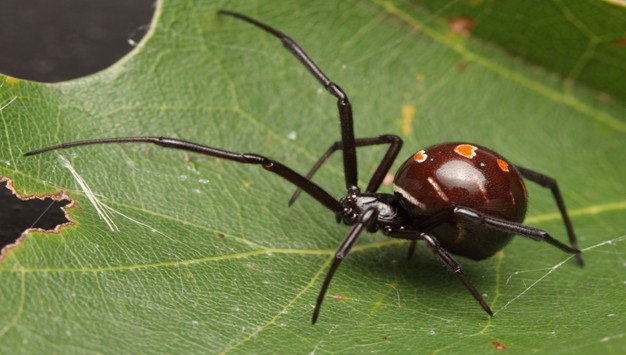 Gros plan d’une veuve noire du Nord sur une feuille.