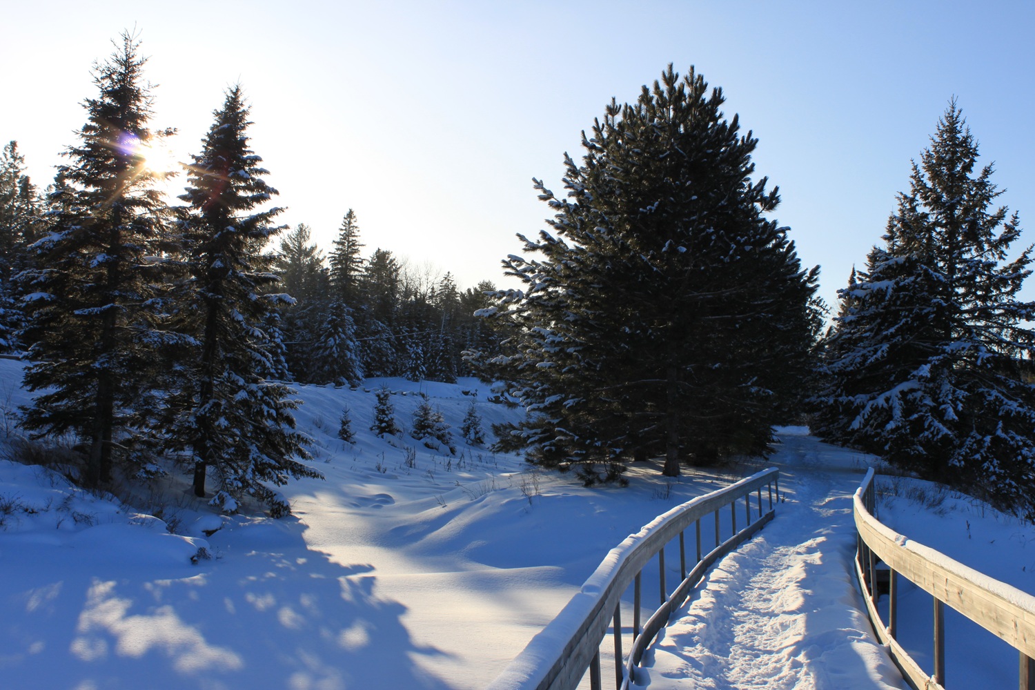 boardwalk leading into winter forest