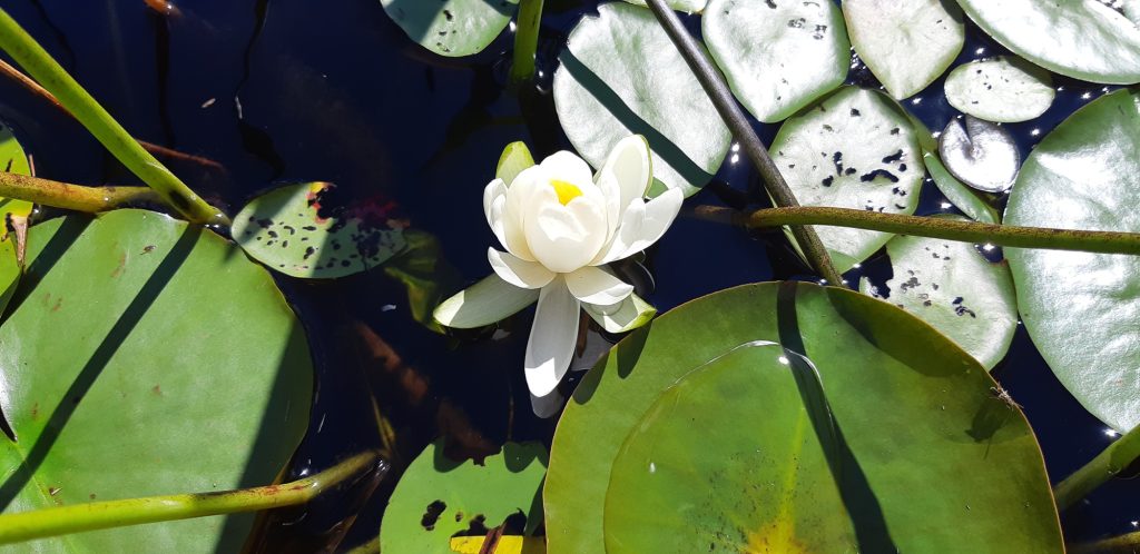 water lily and pads in lake