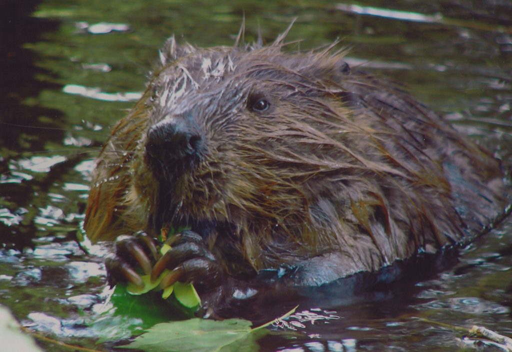 beaver in water eating vegetation