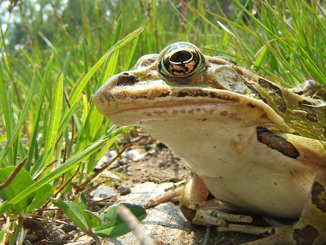 Northern Leopard Frog eyeing the camera suspiciously.