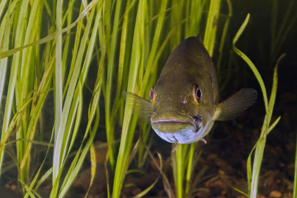 Smallmouth Bass beside vegetation