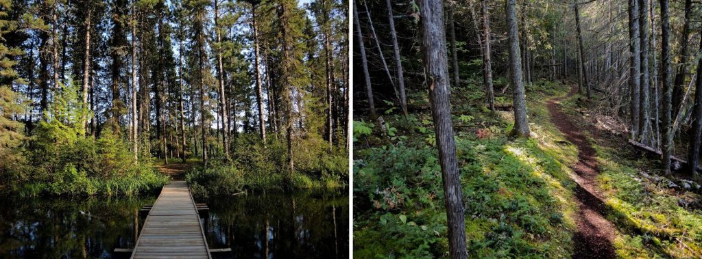 collage of boardwalk through boreal forest and natural trail winding through forest
