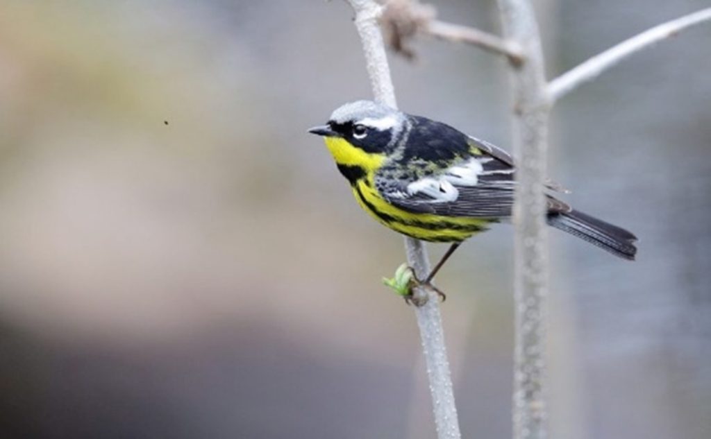 black, yellow, and white bird perched on branch