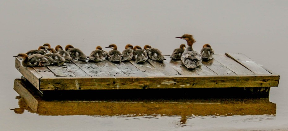 A Merganser duck mom keeps an eye on large brood of ducklings on dock
