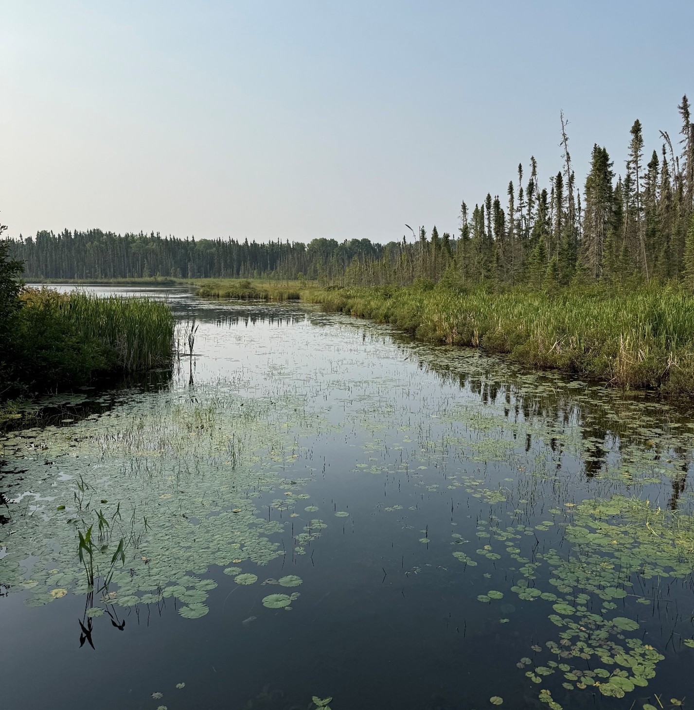 view of lake with lily pads, vegetation, and grasses surrounded by forest