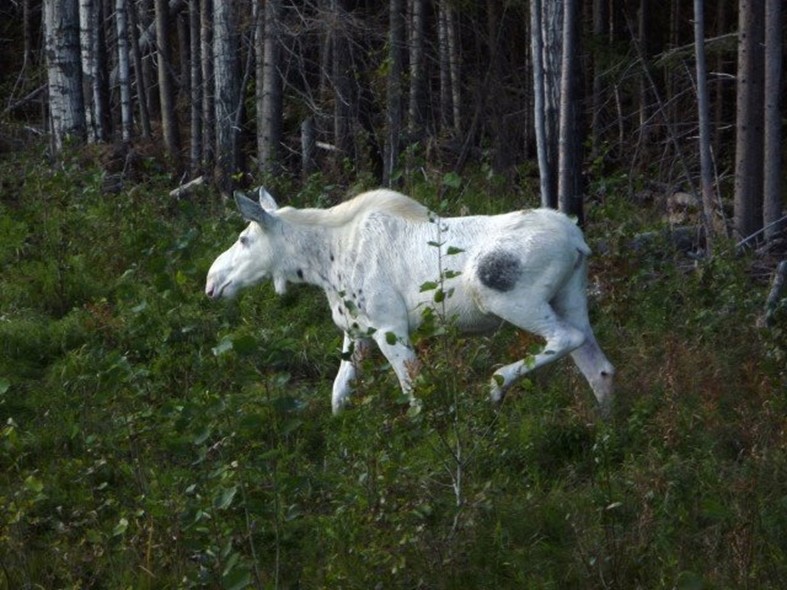 white moose walking in forest